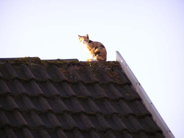 Cat, Roof, Sky