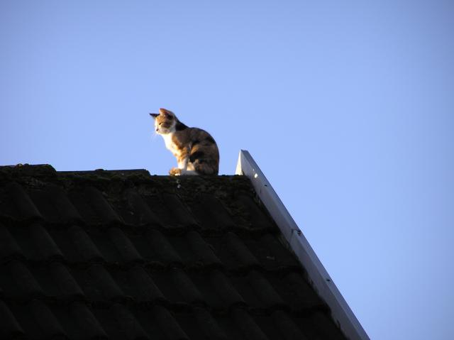 Cat, Roof, Sky