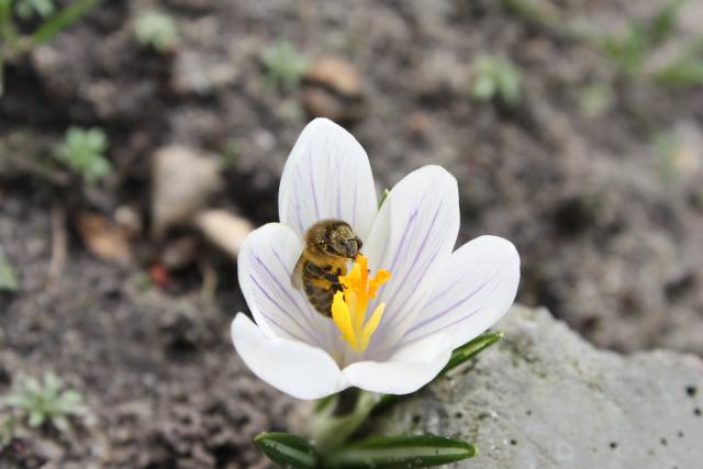 Bee, flower, nectar