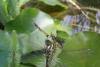 Libelle, Blaugrüne Mosaikjungfer, Insekt, Nahaufnahme