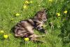 Katze, Grass, Sonnen