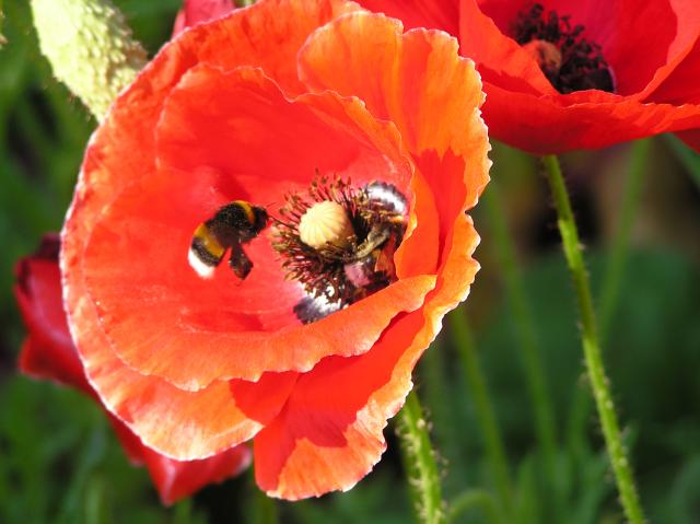 Blume, Rot, Insekt, Hummel, Blüte, Blütenstaub, Nektar, Flug, Anflug, Sammeln, Natur, Bombus, Bienen