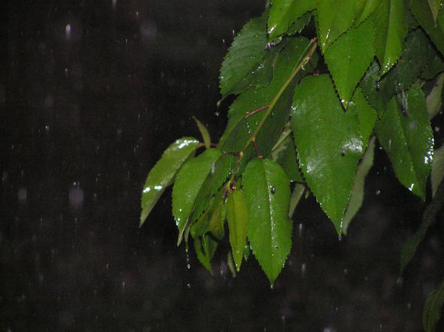 Leaves, cherry tree, rain, darkness, water, drops, night