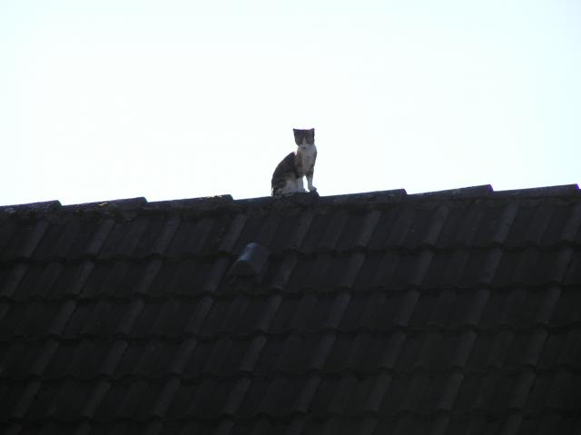 Cats, kittens, roof, house, top, sky