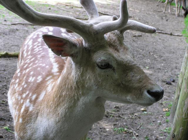 Deer, animal