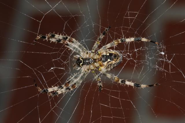 Spider, cobweb, macro photo