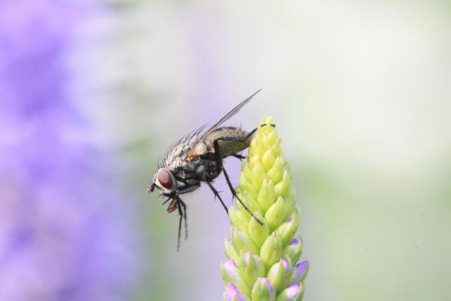 Fly, Insect, flower, close up